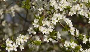 Preview wallpaper cherry, flowers, branches, spring, macro