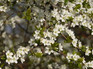 Preview wallpaper cherry, flowers, branches, spring, macro