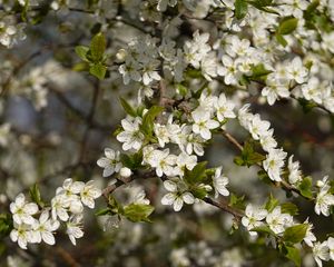 Preview wallpaper cherry, flowers, branches, spring, macro