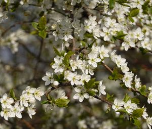 Preview wallpaper cherry, flowers, branches, spring, macro