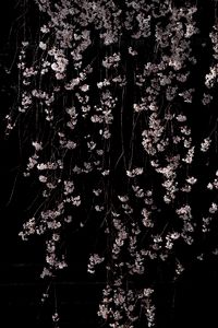 Preview wallpaper cherry, flowers, branches, macro, black