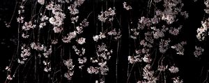 Preview wallpaper cherry, flowers, branches, macro, black