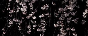 Preview wallpaper cherry, flowers, branches, macro, black