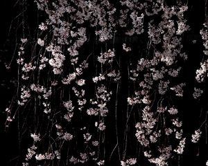 Preview wallpaper cherry, flowers, branches, macro, black