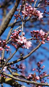 Preview wallpaper cherry, flowers, branches, pink, spring, macro