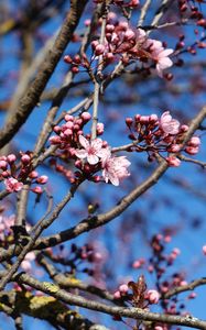 Preview wallpaper cherry, flowers, branches, pink, spring, macro