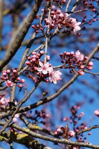 Preview wallpaper cherry, flowers, branches, pink, spring, macro