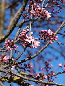 Preview wallpaper cherry, flowers, branches, pink, spring, macro