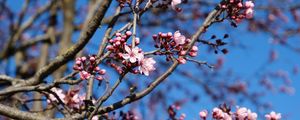 Preview wallpaper cherry, flowers, branches, pink, spring, macro