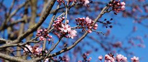 Preview wallpaper cherry, flowers, branches, pink, spring, macro