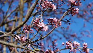 Preview wallpaper cherry, flowers, branches, pink, spring, macro
