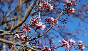 Preview wallpaper cherry, flowers, branches, pink, spring, macro