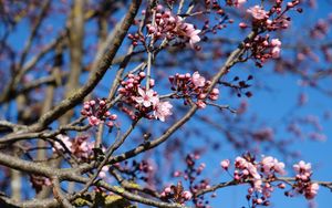 Preview wallpaper cherry, flowers, branches, pink, spring, macro