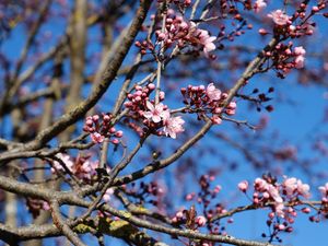 Preview wallpaper cherry, flowers, branches, pink, spring, macro