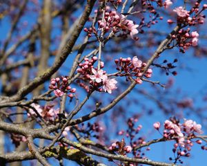 Preview wallpaper cherry, flowers, branches, pink, spring, macro