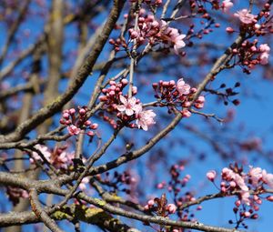 Preview wallpaper cherry, flowers, branches, pink, spring, macro