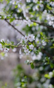 Preview wallpaper cherry, flowers, branches, leaves, spring, macro