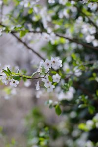 Preview wallpaper cherry, flowers, branches, leaves, spring, macro