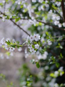 Preview wallpaper cherry, flowers, branches, leaves, spring, macro