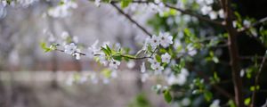 Preview wallpaper cherry, flowers, branches, leaves, spring, macro