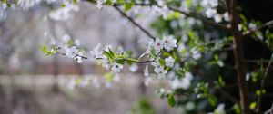 Preview wallpaper cherry, flowers, branches, leaves, spring, macro