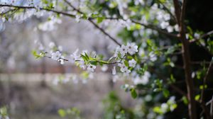 Preview wallpaper cherry, flowers, branches, leaves, spring, macro