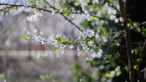 Preview wallpaper cherry, flowers, branches, leaves, spring, macro