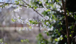 Preview wallpaper cherry, flowers, branches, leaves, spring, macro