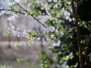 Preview wallpaper cherry, flowers, branches, leaves, spring, macro