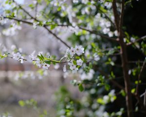 Preview wallpaper cherry, flowers, branches, leaves, spring, macro