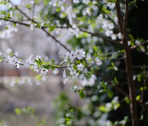 Preview wallpaper cherry, flowers, branches, leaves, spring, macro