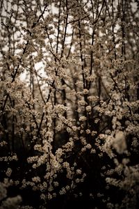 Preview wallpaper cherry, flowers, branches, spring, white