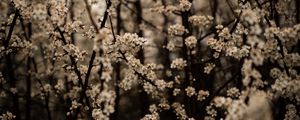 Preview wallpaper cherry, flowers, branches, spring, white