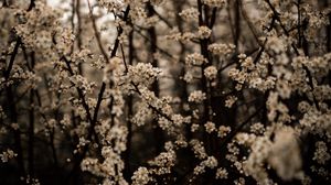 Preview wallpaper cherry, flowers, branches, spring, white