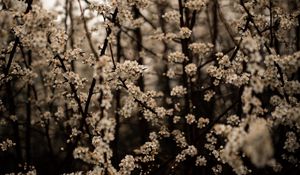 Preview wallpaper cherry, flowers, branches, spring, white