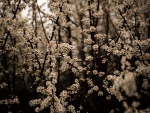 Preview wallpaper cherry, flowers, branches, spring, white