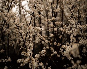 Preview wallpaper cherry, flowers, branches, spring, white