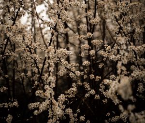 Preview wallpaper cherry, flowers, branches, spring, white