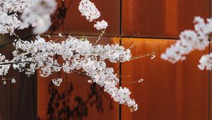Preview wallpaper cherry, flowers, branches, tree, spring