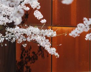Preview wallpaper cherry, flowers, branches, tree, spring