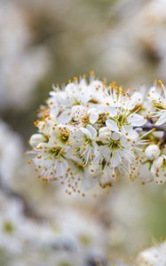 Preview wallpaper cherry, flowers, branches, white