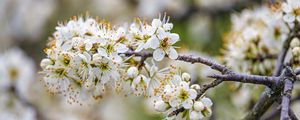 Preview wallpaper cherry, flowers, branches, white