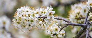 Preview wallpaper cherry, flowers, branches, white