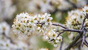 Preview wallpaper cherry, flowers, branches, white