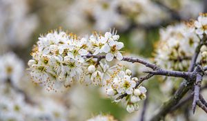 Preview wallpaper cherry, flowers, branches, white