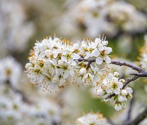 Preview wallpaper cherry, flowers, branches, white