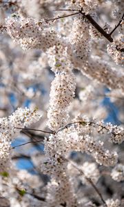 Preview wallpaper cherry, flowers, branches, spring, tree