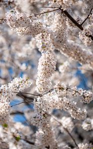 Preview wallpaper cherry, flowers, branches, spring, tree