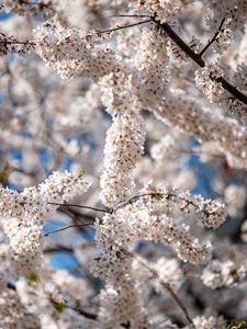 Preview wallpaper cherry, flowers, branches, spring, tree