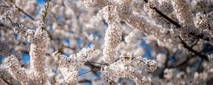 Preview wallpaper cherry, flowers, branches, spring, tree